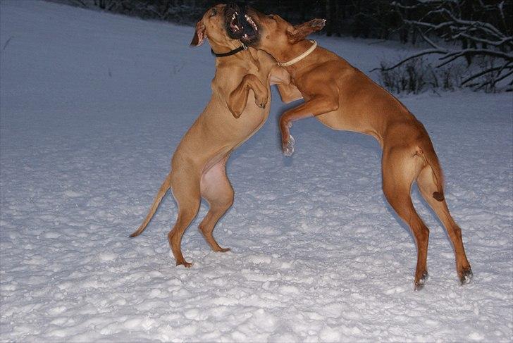 Rhodesian ridgeback Tabili billede 7