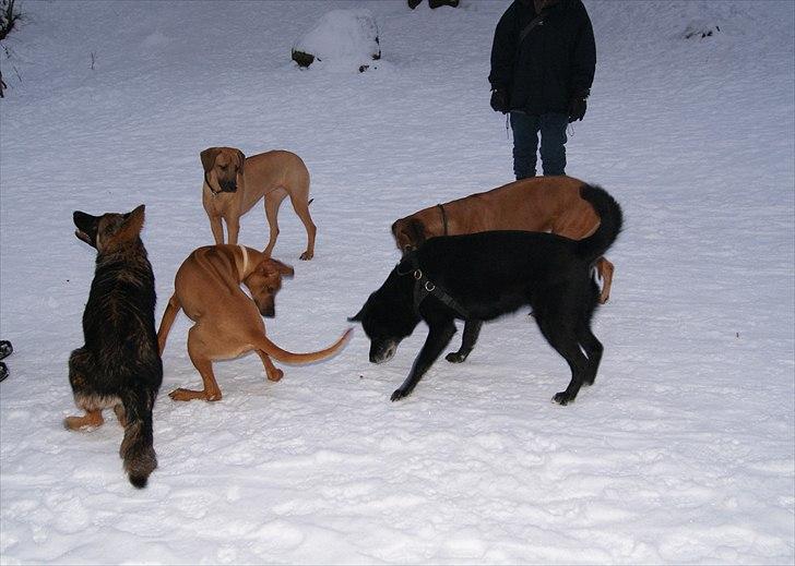 Rhodesian ridgeback Tabili billede 10