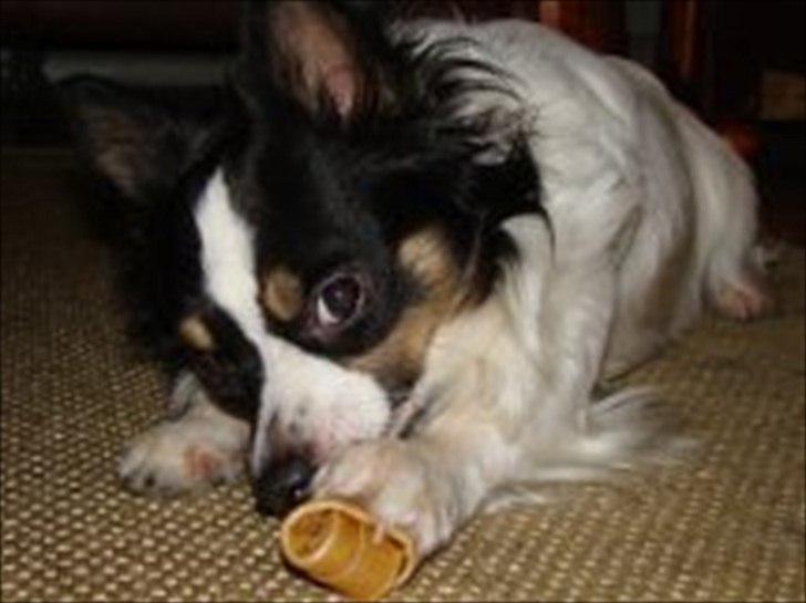 Blanding af racer Baluh - deler ikke kødben med jer  billede 12