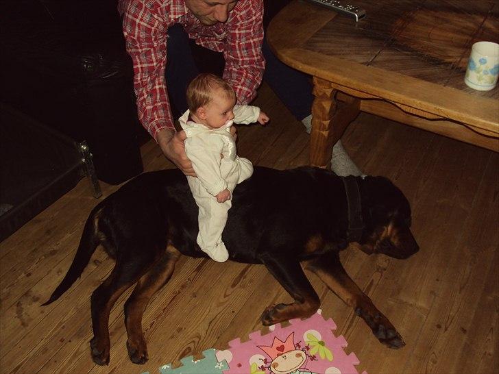 Rottweiler Liv billede 1