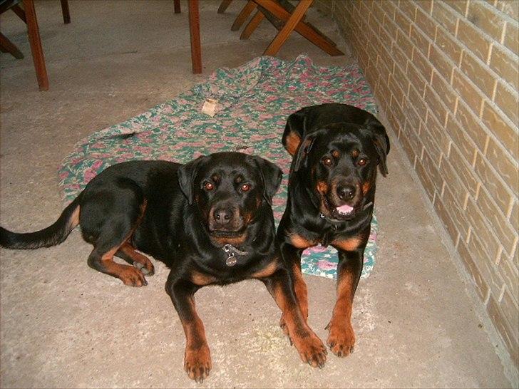 Rottweiler Liv - Liv ligger tættes på vægen, den anden er hendes søster Susi billede 3