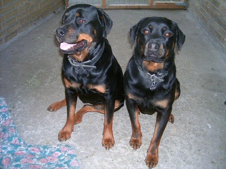 Rottweiler Liv - Liv er tættest på tæppet,den anden er hendes søster Susi  billede 4