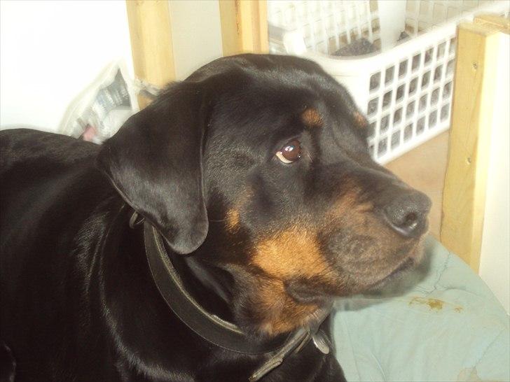 Rottweiler Liv billede 5