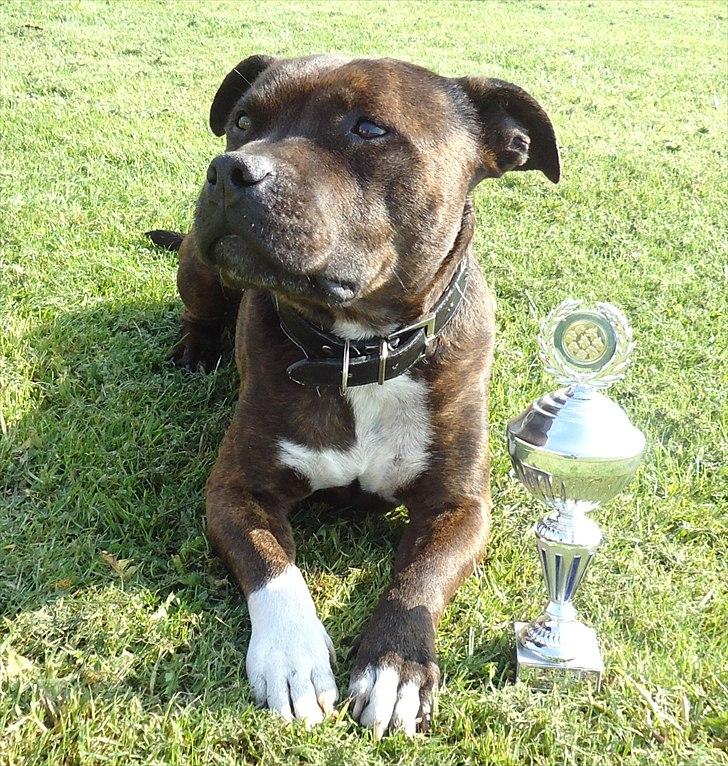 Staffordshire bull terrier Carlos  - Mig efter kredskonkurrence i Slagelse, og min flotte pokal for 3. pladsen billede 18