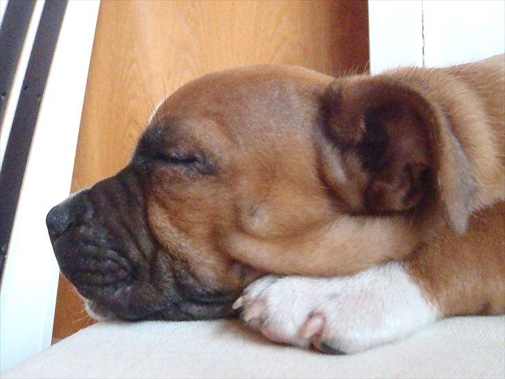Staffordshire bull terrier Kronsäter's Garfield - Cooper - Zzzzz ! billede 11