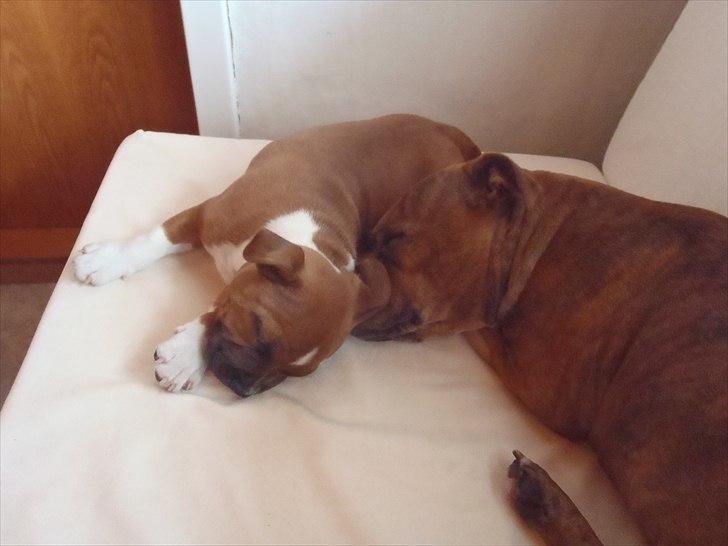 Staffordshire bull terrier Kronsäter's Garfield - Cooper - Bedste putte venner <3 billede 12