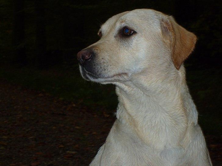 Labrador retriever Mille - Mille i skoven, om aftenen :) billede 3