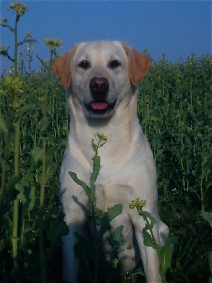 Labrador retriever Mille - Attention billede 4
