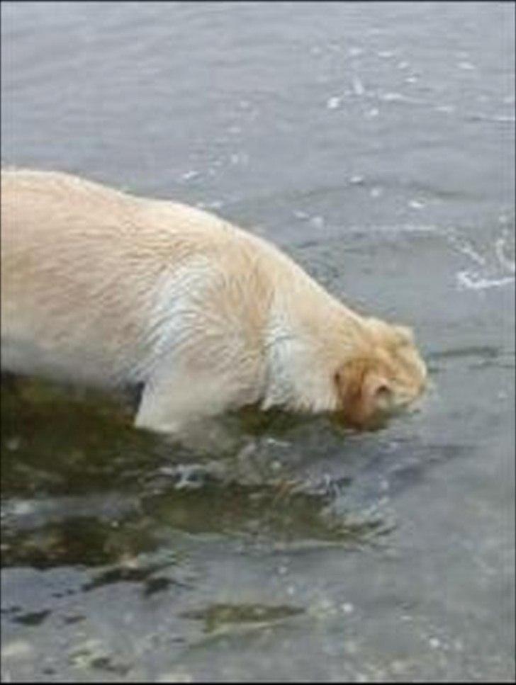 Labrador retriever Mille - Krabbe ? billede 5