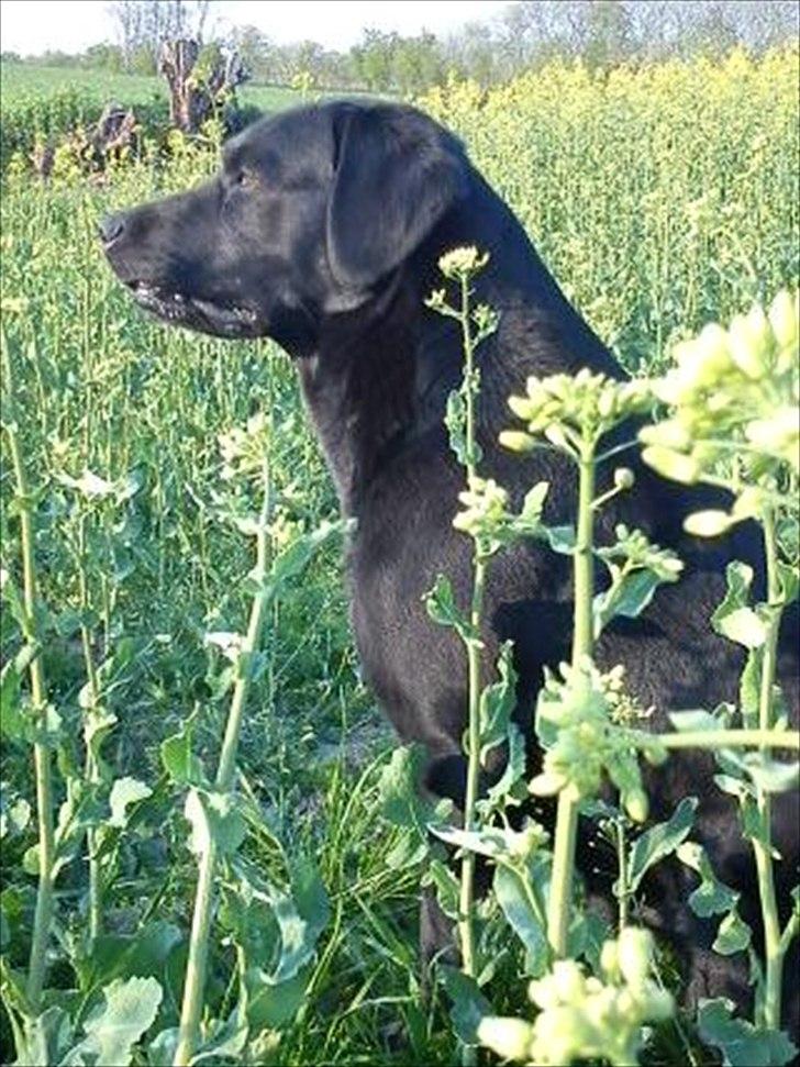Labrador retriever Demsey billede 10
