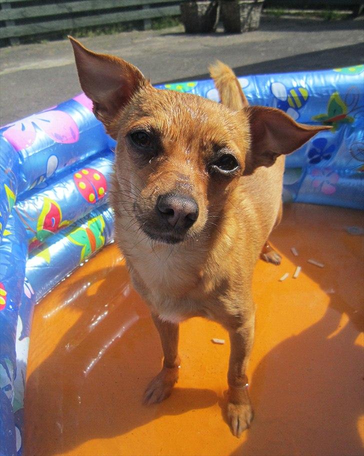 Blanding af racer Chihuahua/Dværgpinscher *~ Paya ~* R.I.P - Aaee, dejligt at få kølet tæerne! Maj 2011 :o) billede 8