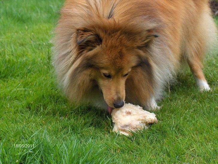 Shetland sheepdog Petter Poulsgaards  billede 6