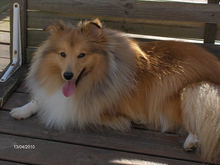 Shetland sheepdog Petter Poulsgaards  billede 4