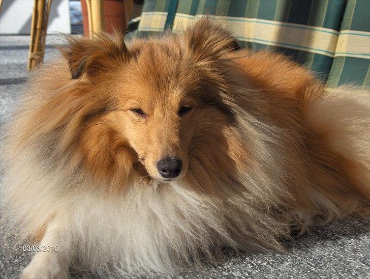 Shetland sheepdog Petter Poulsgaards  billede 7
