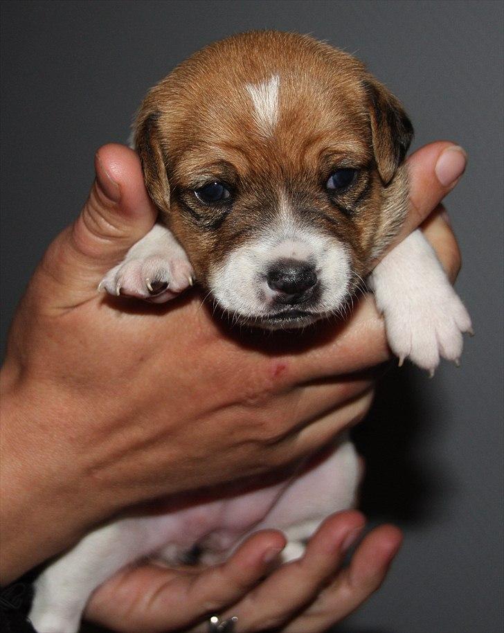 Blanding af racer Johna Stockton - 2,5 uge billede 1