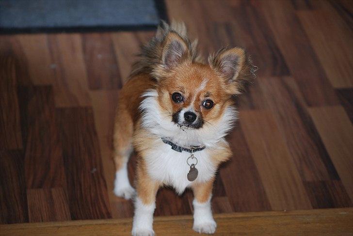 Chihuahua /Papillon Teddi billede 1