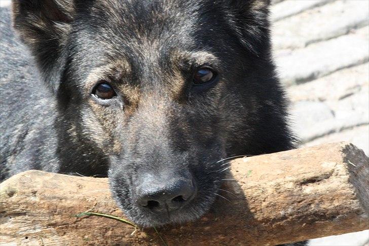 Schæferhund Sund Hund Ella billede 2