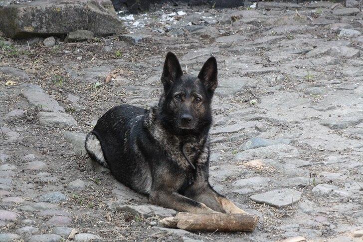 Schæferhund Sund Hund Ella billede 15