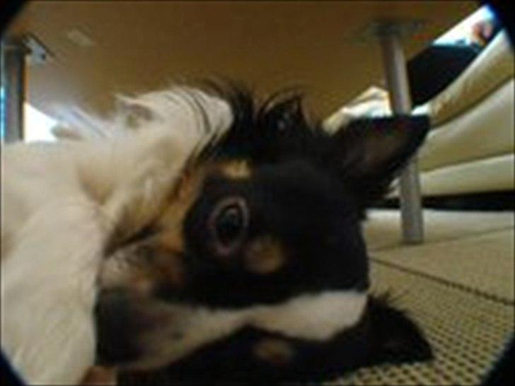 Blanding af racer Baluh - taget i tæpperulning billede 11