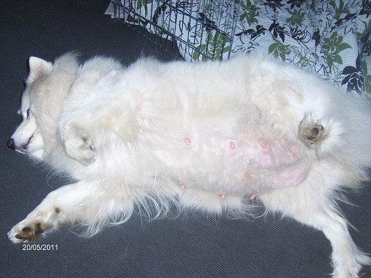 Samojedhund kia - Snart klar til at føde billede 2