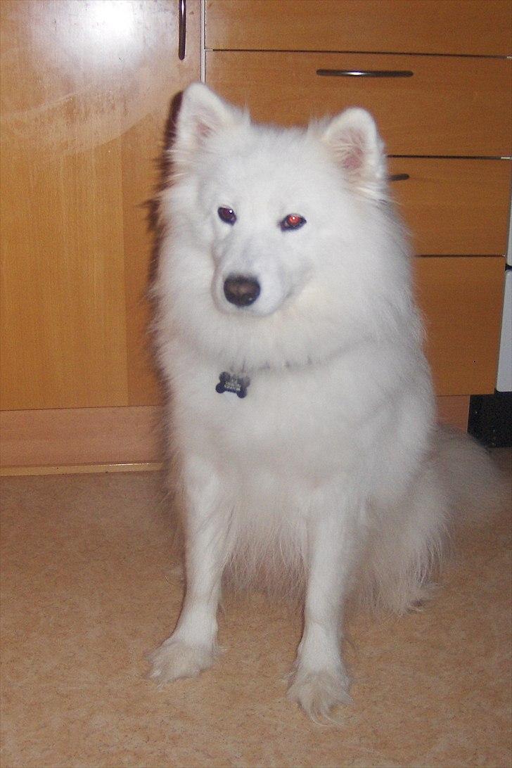 Samojedhund kia - Er jeg ikke smuk. billede 5