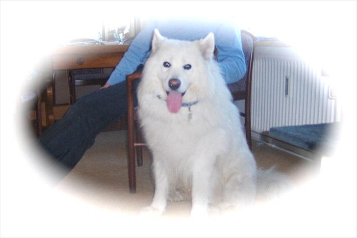 Samojedhund Coco billede 2