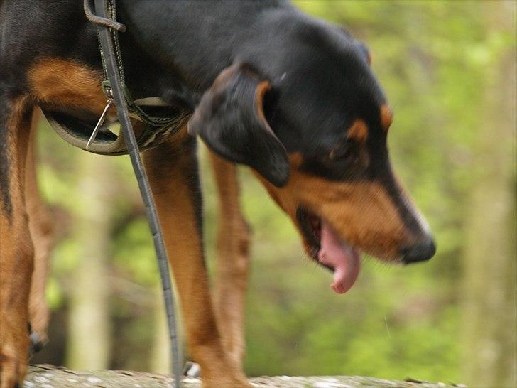 Blanding af racer Happy billede 9