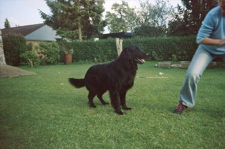 Flat coated retriever Nikko *1995-2006* billede 1