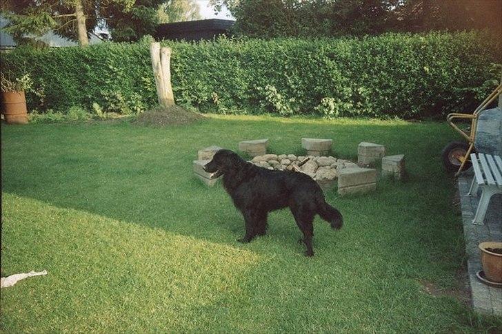 Flat coated retriever Nikko *1995-2006* billede 2