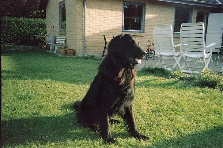 Flat coated retriever Nikko *1995-2006* billede 3