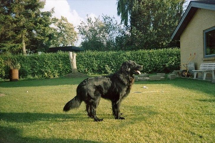 Flat coated retriever Nikko *1995-2006* billede 4