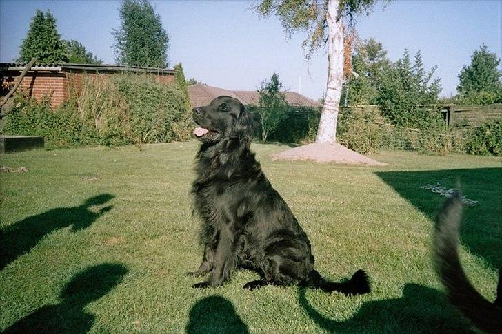 Flat coated retriever Nikko *1995-2006* billede 5