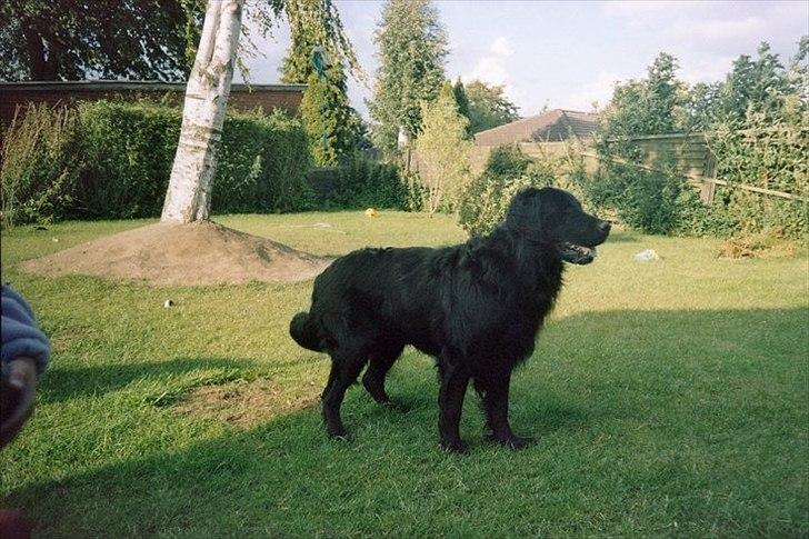 Flat coated retriever Nikko *1995-2006* billede 6