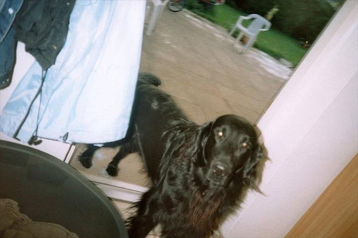 Flat coated retriever Nikko *1995-2006* billede 7
