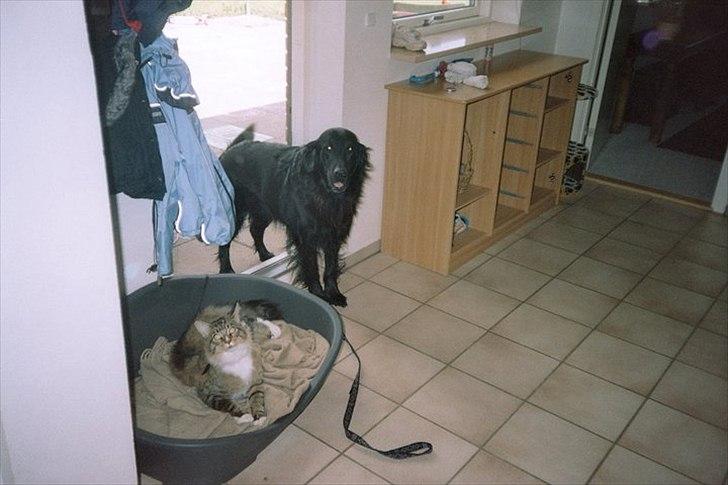 Flat coated retriever Nikko *1995-2006* billede 8