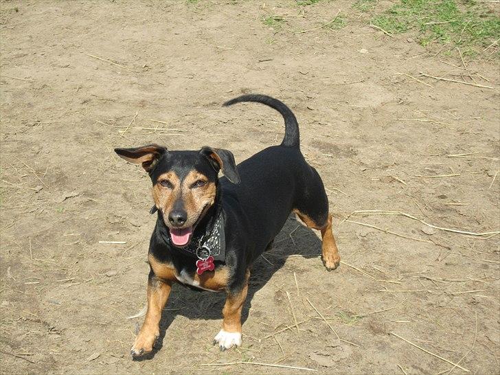 Blanding af racer Jack - Charmetrolden billede 6