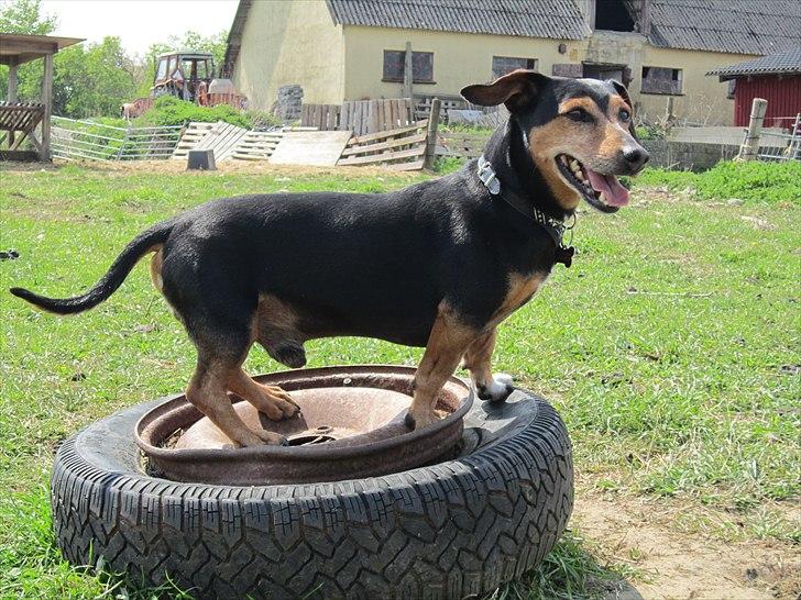 Blanding af racer Jack - Charmetrolden billede 11