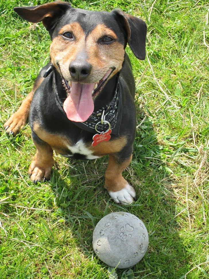 Blanding af racer Jack - Charmetrolden billede 7