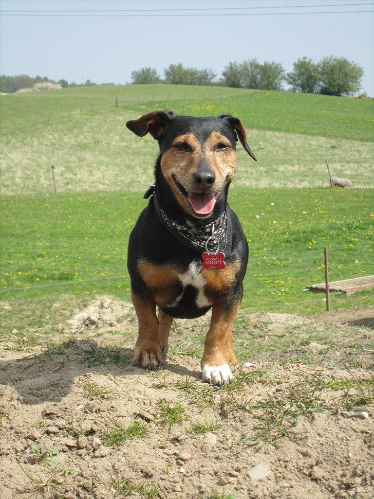 Blanding af racer Jack - Charmetrolden billede 2