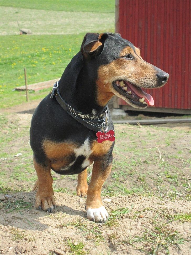 Blanding af racer Jack - Charmetrolden billede 13