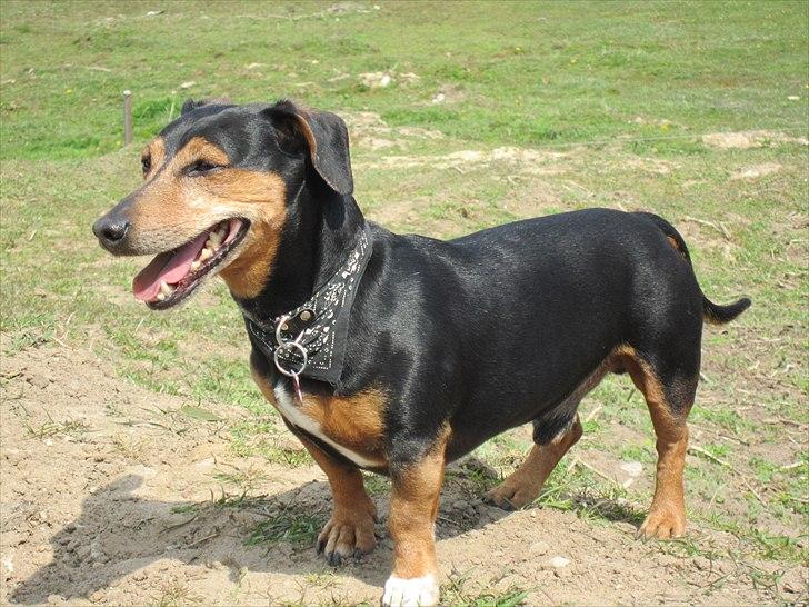 Blanding af racer Jack - Charmetrolden billede 9