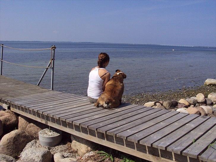 Engelsk bulldog Chili billede 6