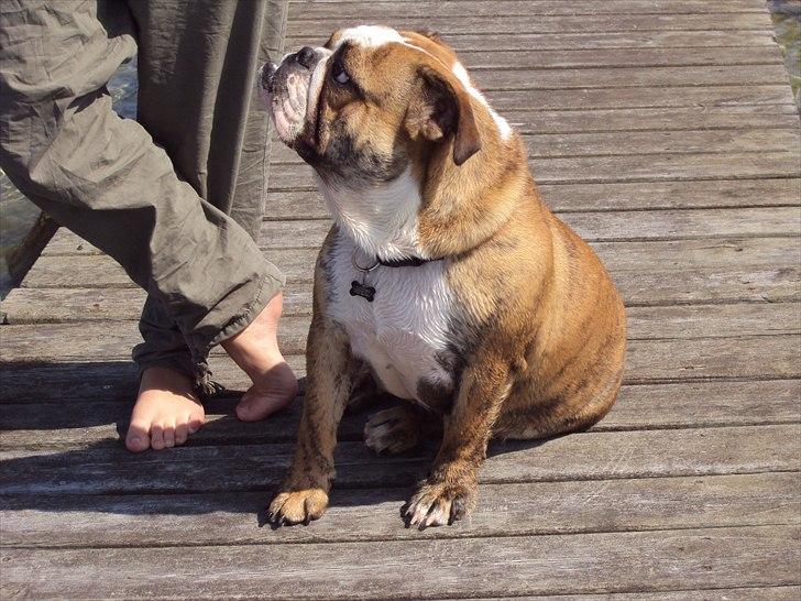 Engelsk bulldog Chili billede 18