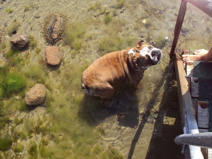 Engelsk bulldog Chili billede 19