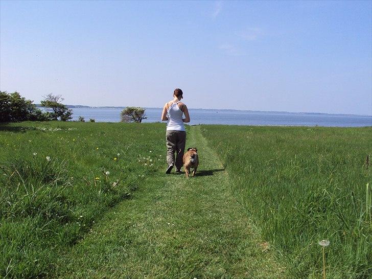 Engelsk bulldog Chili billede 20