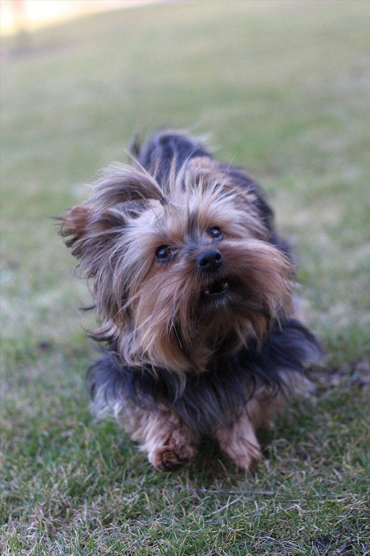 Yorkshire terrier Sofie - Foto; Sissel billede 4