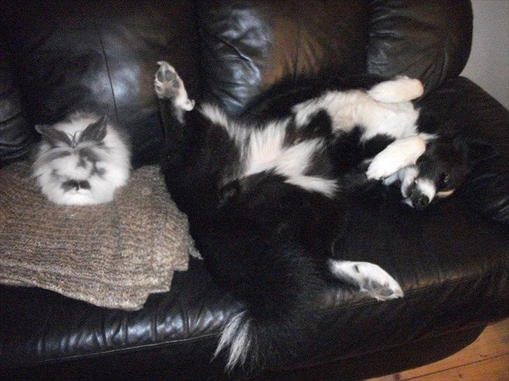 Karelsk bjørnehund Bianca Sonne  - <3 billede 10