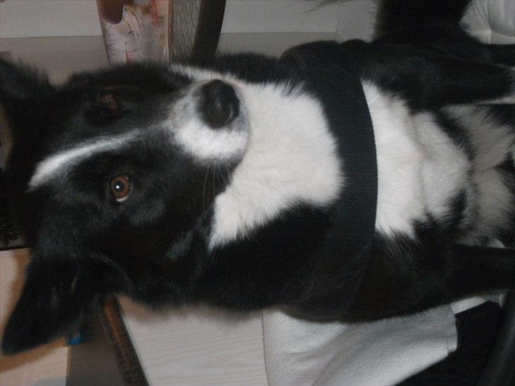 Karelsk bjørnehund Bianca Sonne  billede 11