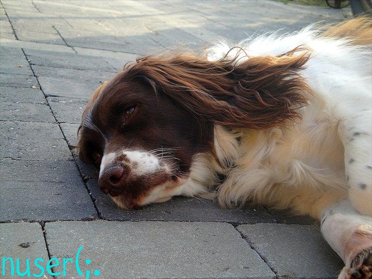 Engelsk springer spaniel Nuser billede 9