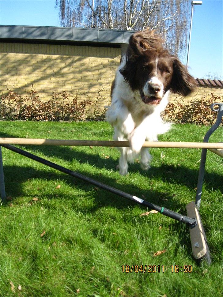 Engelsk springer spaniel Nuser billede 11